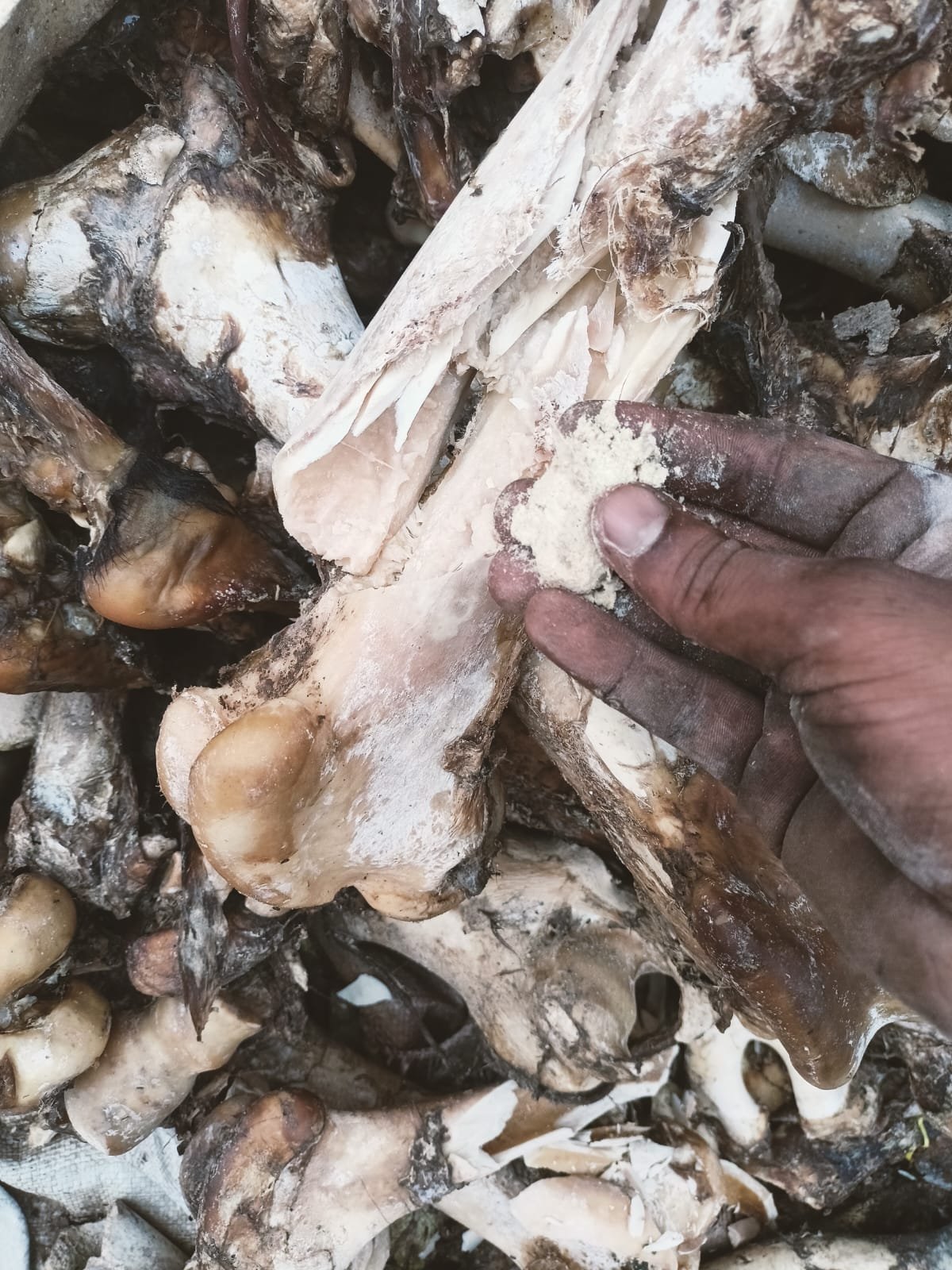 Sized Bone Grist